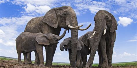 Top 10 Facts About Elephants National Parks