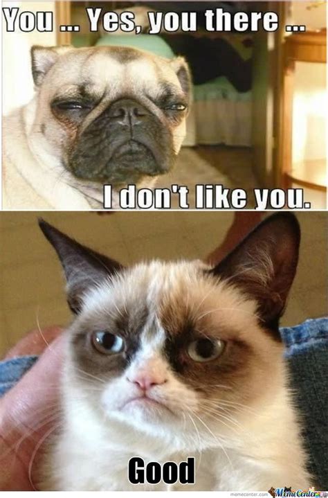 35 Most Funniest Grumpy Cat Memes On The Internet