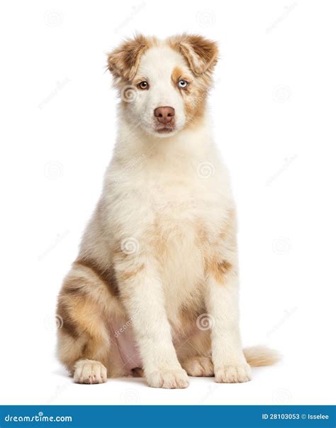 Australian Shepherd Puppy 35 Months Old Stock Image Image Of View