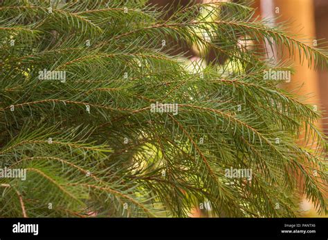 Melaleuca Alternifolia Tree Stock Photo Alamy