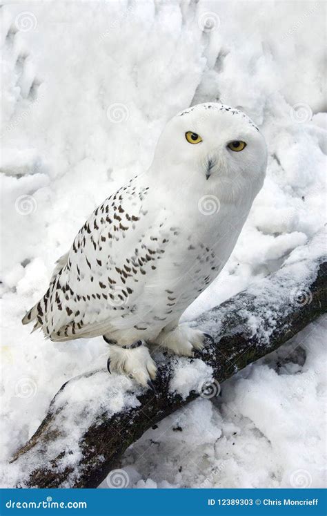 Snowy Owl In Snow Stock Photos Image 12389303