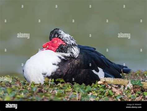 Muscovy Duck Asleep Hi Res Stock Photography And Images Alamy