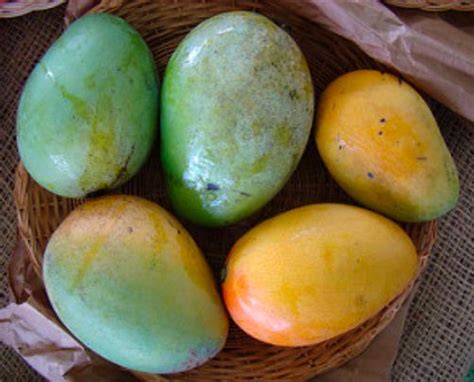 Pin On Mango Varieties