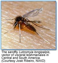 Leishmania Vector At Vectorified Com Collection Of Leishmania Vector Free For Personal Use