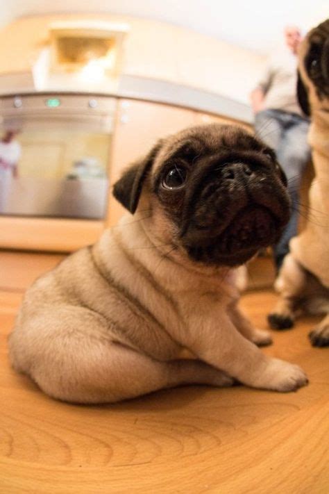 29 Pugs Ideas Pugs Baby Pugs Cute Pugs