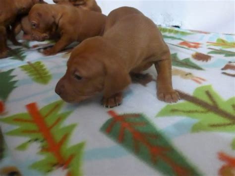 Our vizsla puppies are akc certified and come with a health guarantee. Stella and Maximum's Litter of Vizsla Puppies Now ...