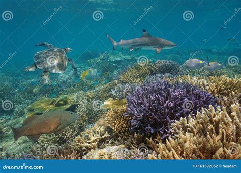 Coral Reef Fish Sea Turtle And Shark Pacific Ocean Stock Photo Image