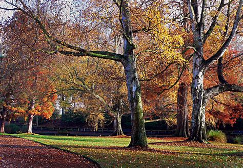 hagley park new zealand 3 bernard spragg nz flickr