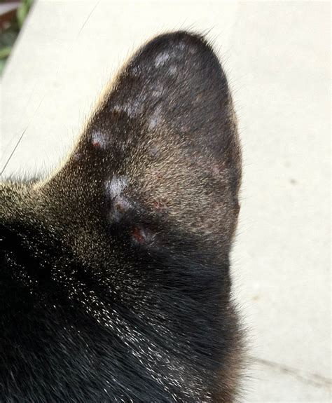 My 2 Year Old Male Cat Gets Bumps That Scab Over On The Outside Of His