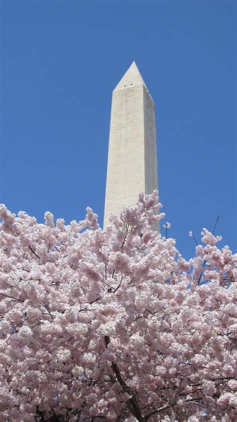 The Washington Monument Peeking Through The Cherry Blossoms In Full