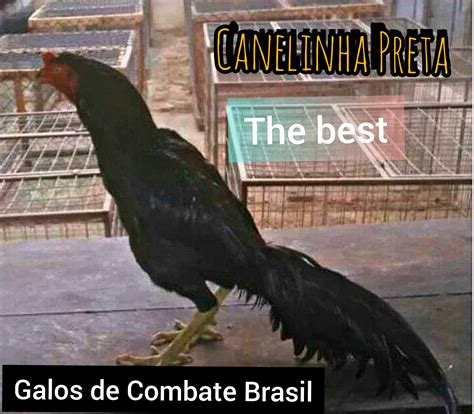 Galos De Combate Brasil 2021 Um Dos Galos Mais Famosos Do Brasil