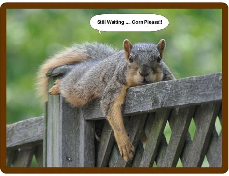 Funny Squirrel Treats Still Waiting Refrigerator Tool