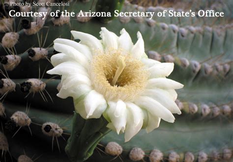 State Flower Arizona State Library