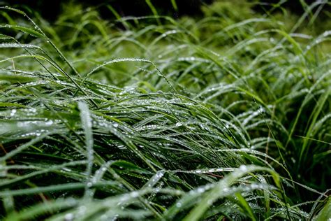 Desert Grass Pictures Download Free Images On Unsplash