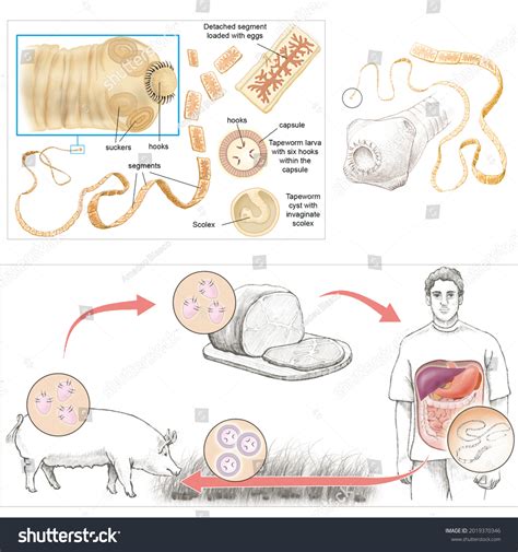 Tapeworms Cestode Worms Morphology Cycle Taenia Stockillusztráció