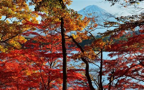 Japon Paysage De Nature Lautomne Les Arbres Les Feuilles Rouges Le