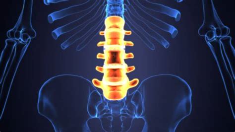 Spine Disc Stock Photos Pictures And Royalty Free Images Istock