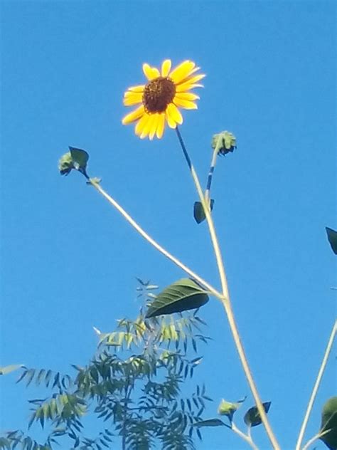 Looks Like Sunflower But Could Be A Giant Weed Gardening