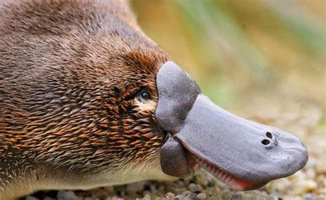 Duck Billed Platypus Amazing Facts The Garden Of Eaden