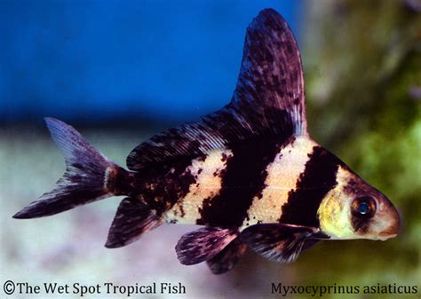 Myxocyprinus Asiaticus Tropical Freshwater Fish For Sale Online The