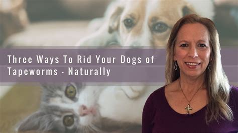 Three Ways To Rid Your Dog Of Tapeworms Naturally Youtube