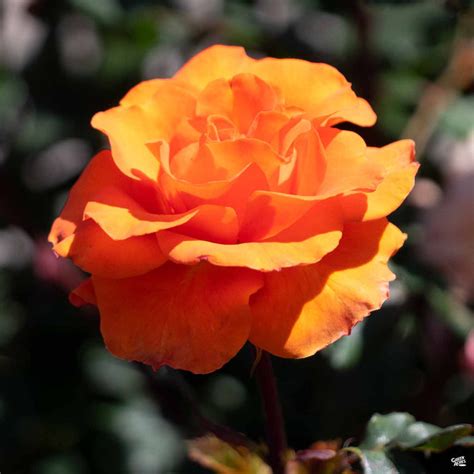 Rose Gingersnap — Green Acres Nursery And Supply