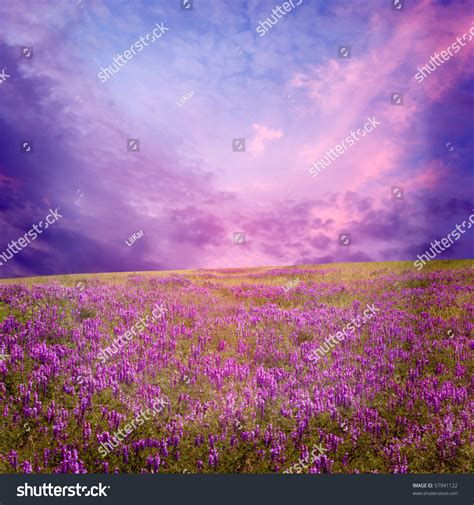 Pink Sunset Flower Field Stock Photo 57941122 Shutterstock