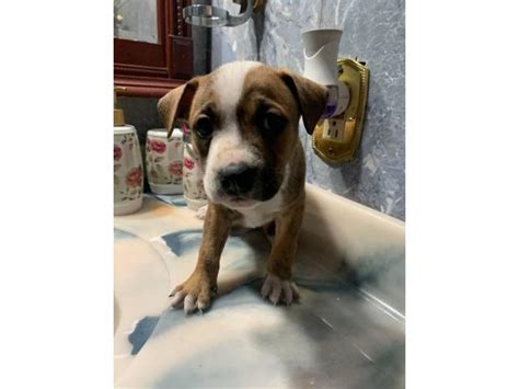 Check spelling or type a new query. Male and female brindle Pitbull puppies in Sacramento ...