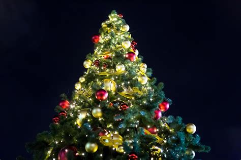 Cuál Es El Significado Del árbol De Navidad Conoce Su Origen