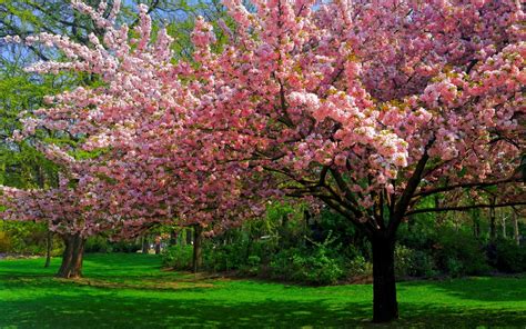 Landscape Nature Cherry Blossom Trees Lawns Park