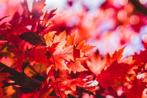 Free Images Nature Branch Fall Flower Petal Red Autumn Season
