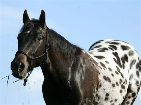 Cavalo Uma Paixão Cavalo Appaloosa Seleção De Fotos