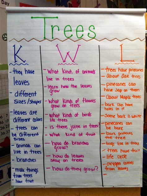 Mrs Kurts All Star Kindergarten Plus Blog Trees Tree Study