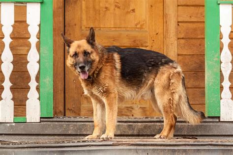German Shepherd Howling 9 Causes And How To Prevent It