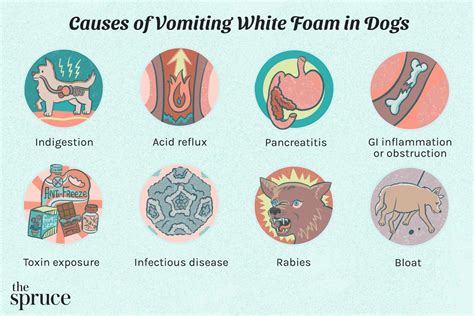 Why Your Dog Is Vomiting White Foam And What To Do