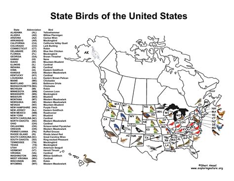 State Birds