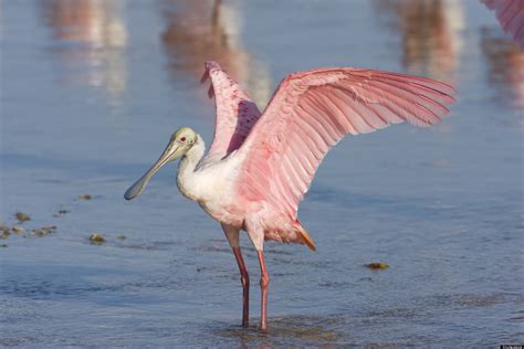 9 Threatened Animals Of The Southeast