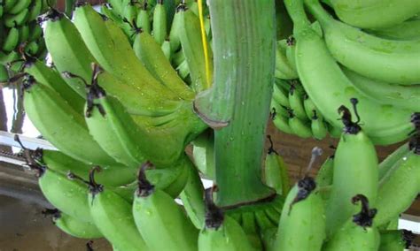 Scientists Bend Banana Genome To Help Children Overcome Vitamin A