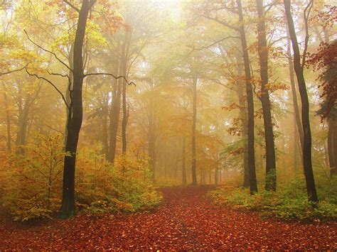 Autumn Foggy Forest By Tas10