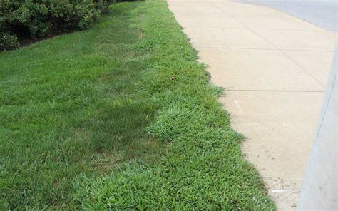 How To Control Crabgrass Floralawn
