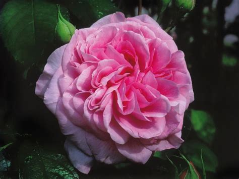 Roses are shipped in january only! The Most Fragrant Shrubs - Types of Shrubs | Fragrant ...