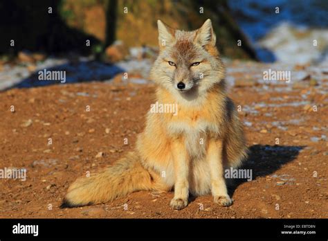 Corsac Fox Vulpes Corsac Sitting Stock Photo Alamy