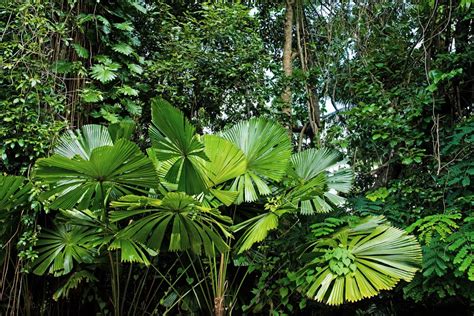 Jungle Plant Pictures Download Free Images On Unsplash