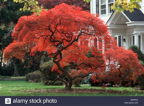 Fall Foliage Japanese Maple Tree In Blazing Red Color