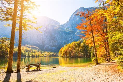 Autumn Trees On The Shore Of Lake In Alps Austria Stock Photo Image