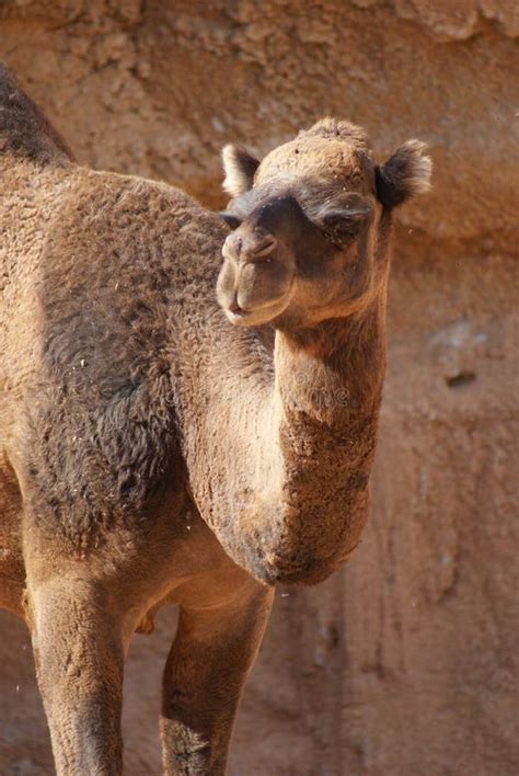 Dromedary Camel Camelus Dromedarius Stock Photo Image Of Wild