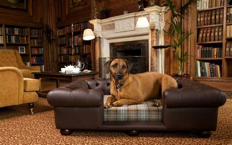 The Best Dog Friendly Hotels In The Uk Luxury Dog Dog Bed Dog