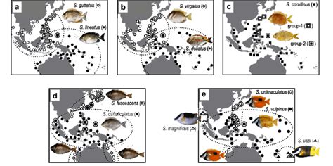 Distribution Patterns Of Closely Related Species Distributions Were