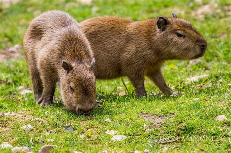 16 Magical Facts About The Life Of The Capybara