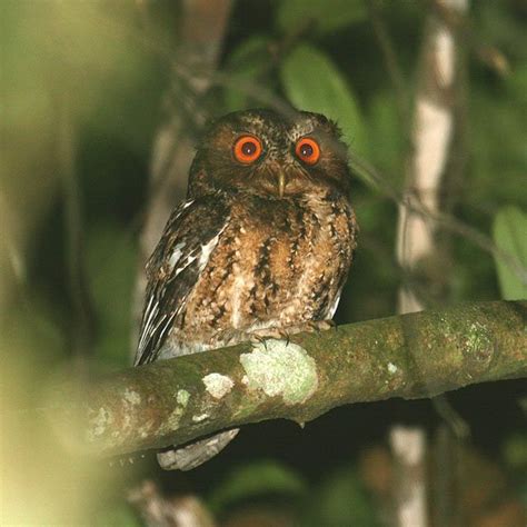 Javan Scops Owl Otus Angelinae Is A Rare Owl Native To Indonesia